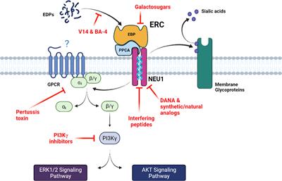 The Elastin Receptor Complex: An Emerging Therapeutic Target Against Age-Related Vascular Diseases